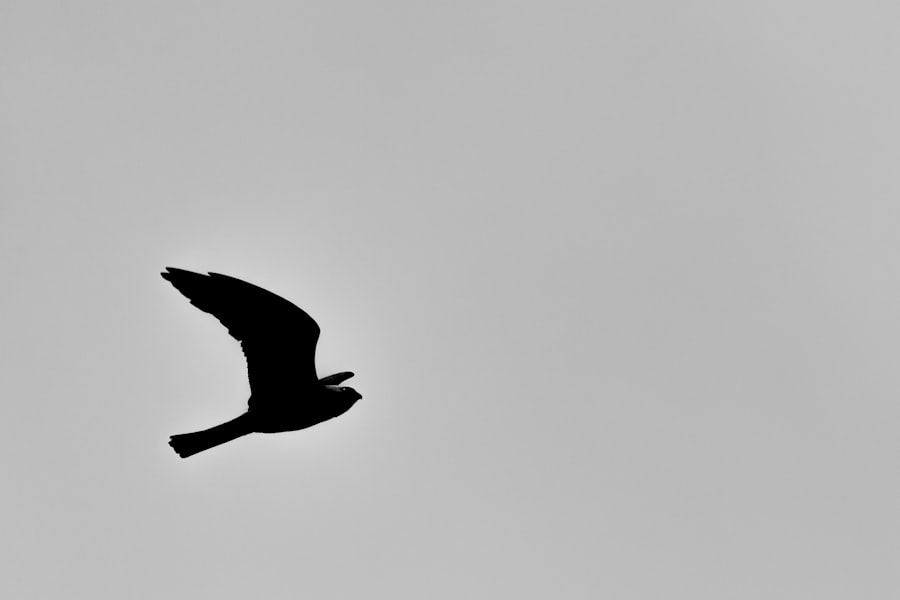 WordPress Site Migration