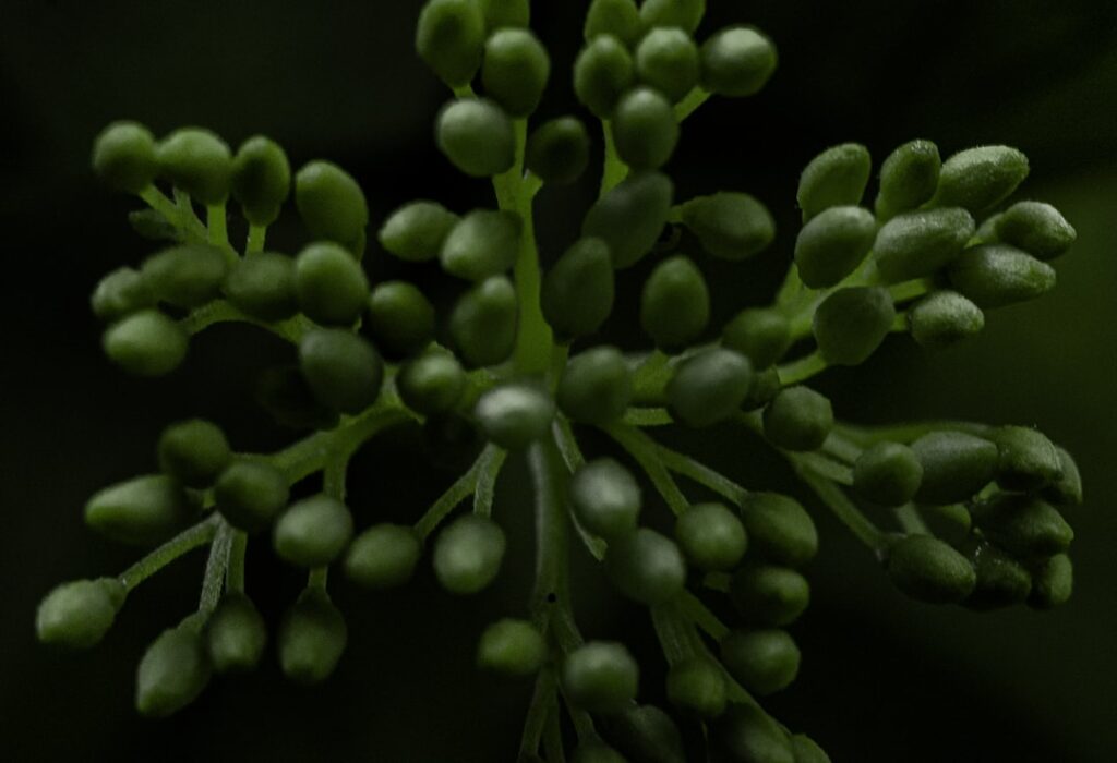 Photo SELinux Booleans