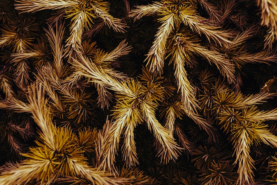 Photo SELinux Booleans